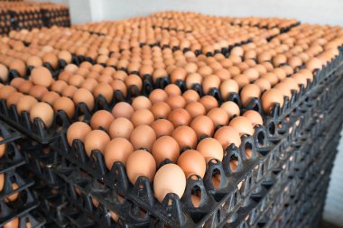 Yumurta tavuk çiftliği Satılık korunmuş paket.