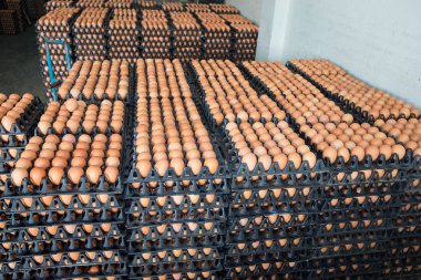 Yumurta tavuk çiftliği Satılık korunmuş paket.