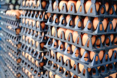 Satılık korunmuş paket tavuk çiftliğinde yumurta.