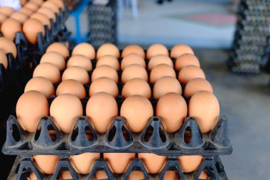 Satılık korunmuş paket tavuk çiftliğinde yumurta.