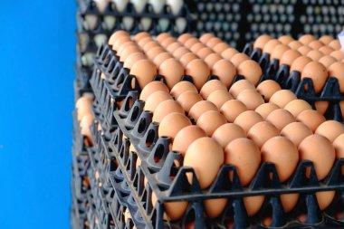 Satılık korunmuş paket tavuk çiftliğinde yumurta.