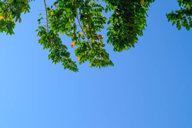 Güzel ağaç ve gökyüzü arka plan üzerinde yeşil yaprak.