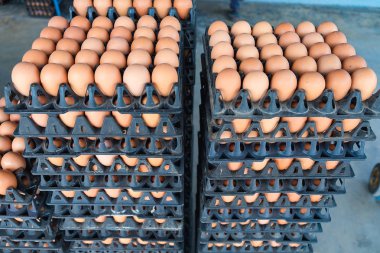 Satılık korunmuş paket tavuk çiftliğinde yumurta.