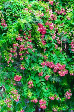 Pembe çiçekler çiçek, Quisqualis Indica çiçek bitki, Çin s