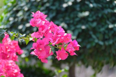 Pembe Begonviller çiçek ya da kağıt çiçek yapraklarında gar ile