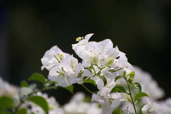 White Bougainvillea flower or Paper Flower with leaves in the ga — Stock Photo, Image