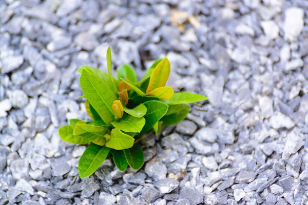 Small plant growth strong in natural stone ground.