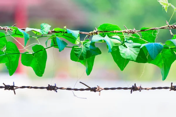 Green plant wrapped on barbed wire, nature background. — Stock Photo, Image