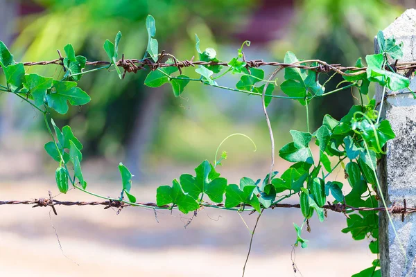 Green plant wrapped on barbed wire, nature background. — Stock Photo, Image
