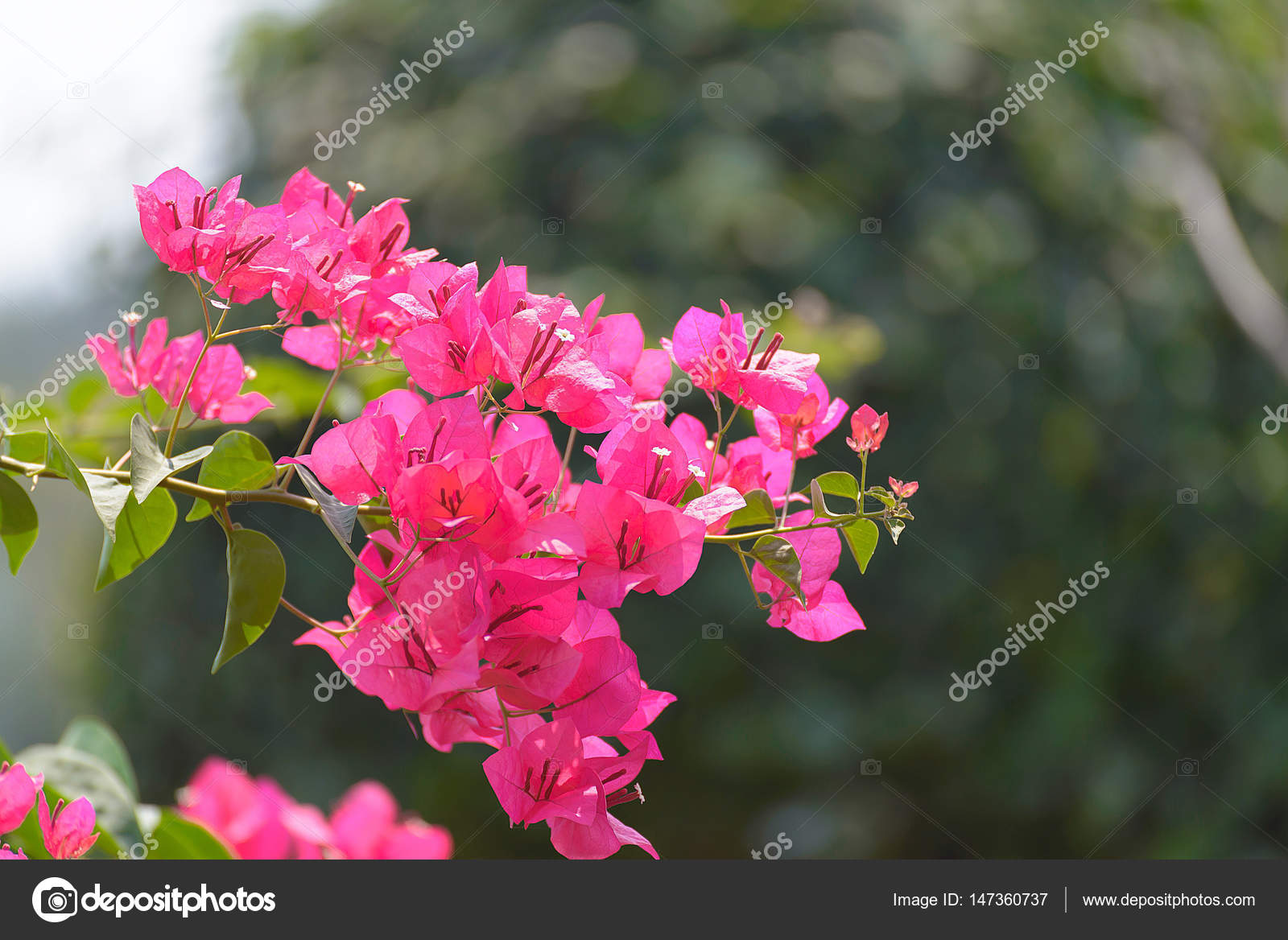 pink bougainvillea flower or paper flower with leaves in the gar paper flower bougainvillea