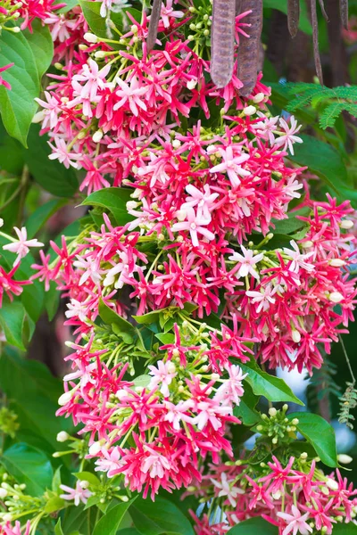 Fiori rosa in fiore, Quisqualis Indica pianta da fiore, h cinese — Foto Stock
