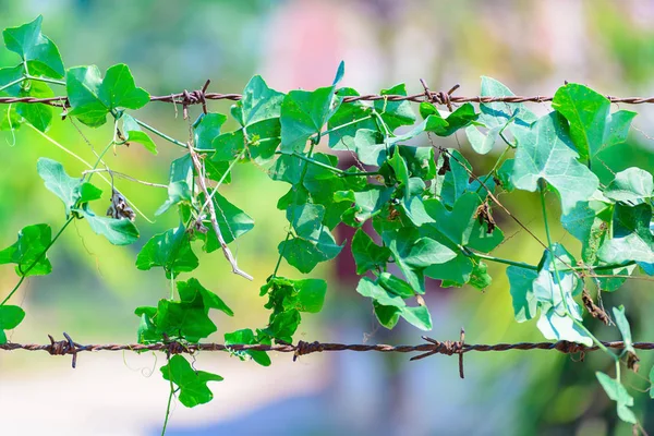 Green plant wrapped on barbed wire, nature background. — Stock Photo, Image