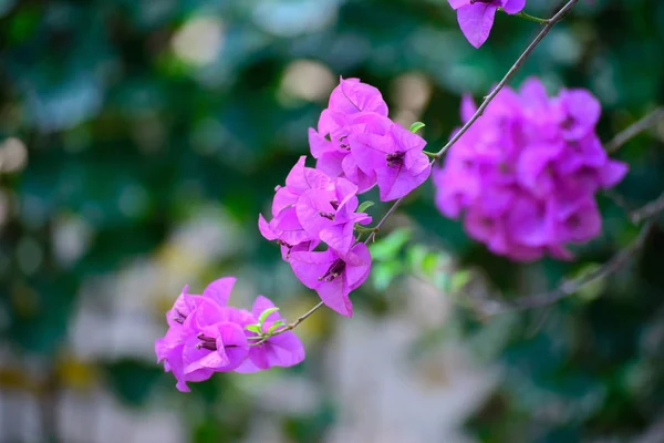 Rosa Bougainvillea fiore o fiore di carta con foglie nel gar — Foto Stock
