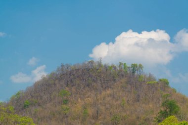 Ormandaki ağaçların üzerinde gökyüzü 