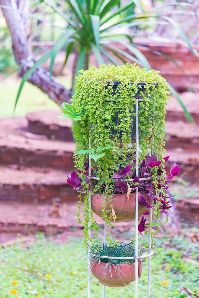 Μικρό αμπέλου ανάπτυξης των φυτών σε γλάστρα ή πήλινο δοχείο στον κήπο. — Φωτογραφία Αρχείου