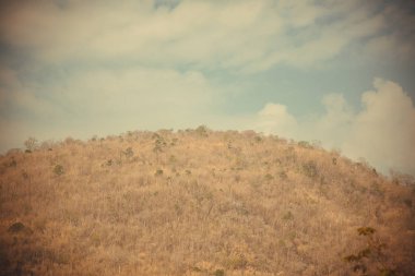 Dağ arka plan ile ormandaki ağaçlar yukarıda gökyüzü