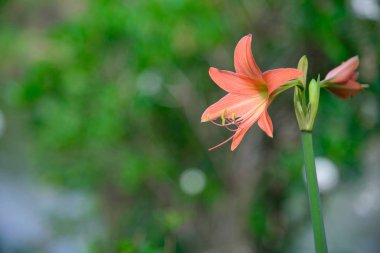 Pembe Hippeastrum Amaryllis Çiçek bahçesinde.