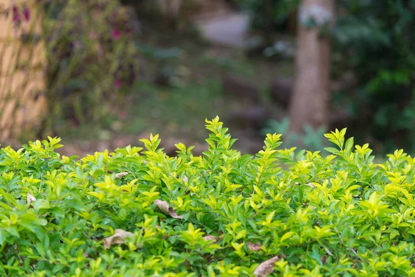 Hoja verde con fondo de jardín borroso. árbol de naturaleza . — Foto de Stock
