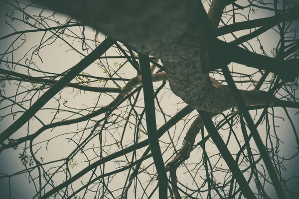 Himmel über den Bäumen im Wald im Vintageton. — Stockfoto