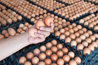 Yumurta tavuk çiftliğinde yumurta paket sürü üzerinden tutan el