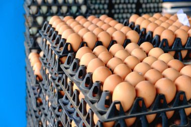 Satılık korunmuş paket tavuk çiftliğinde yumurta.