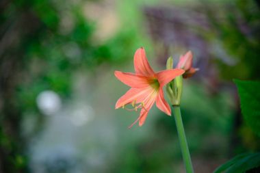 Pembe Hippeastrum Amaryllis Çiçek bahçesinde.