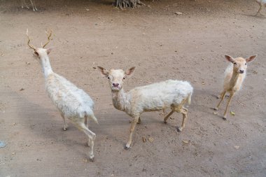 Park'ta yürüyordunuz geyik.