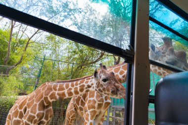 Park, baş ve boyun yürüyüş zürafa.