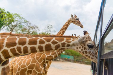 Park, baş ve boyun yürüyüş zürafa.