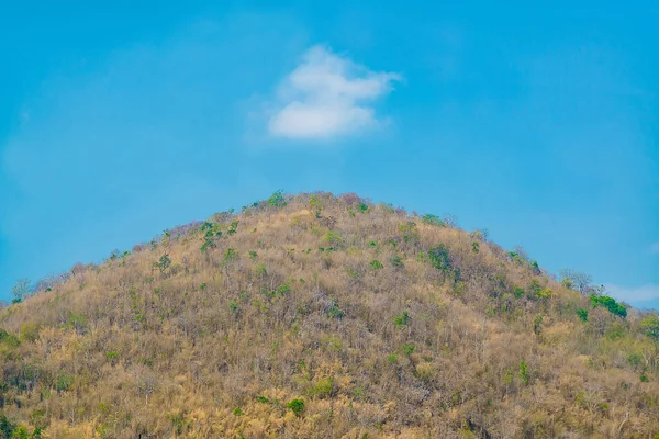 Ormandaki ağaçlar dağ arka planda VI ile yukarıda gökyüzü