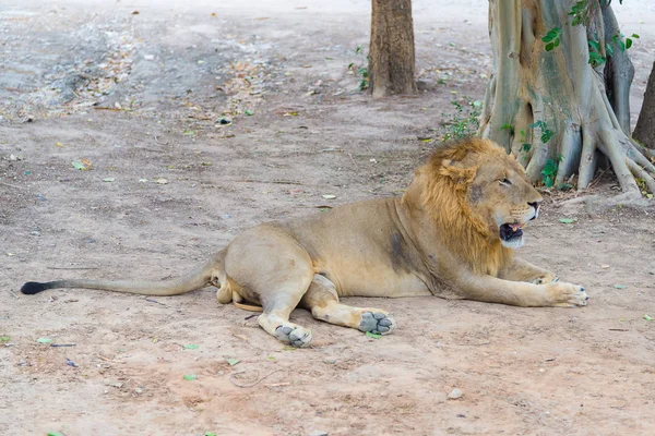 León macho en el suelo en el parque . — Foto de Stock