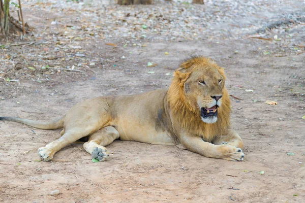 León macho en el suelo en el parque . — Foto de Stock