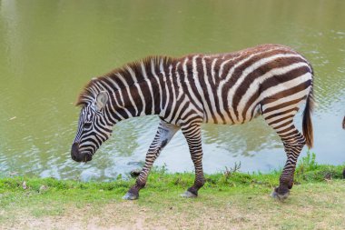 Yürüyüş ve zeminde ayakta zebra.