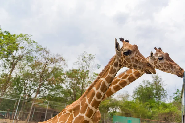 Жираф гуляет в парке, голова и шея . — стоковое фото