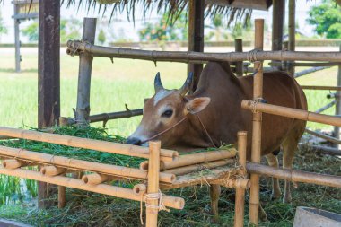 Grupta çim yeme inek.