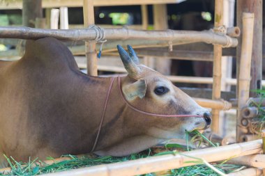 Grupta çim yeme inek.