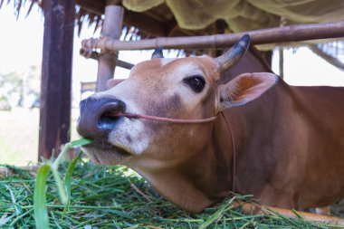 Grupta çim yeme inek.