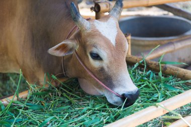 Grupta çim yeme inek.