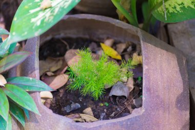 Bahçe saksı veya kil pot küçük sarmaşık bitkilerin büyüme.