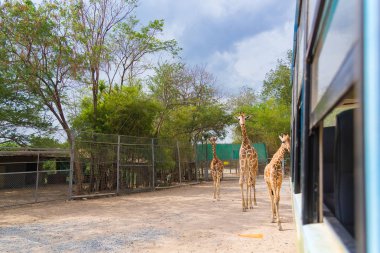 Park, baş ve boyun yürüyüş zürafa.