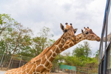 Park, baş ve boyun yürüyüş zürafa.