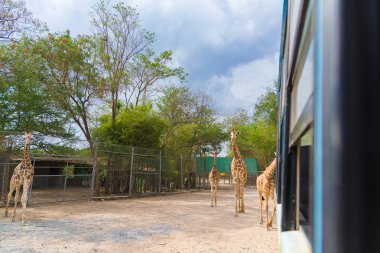 Park, baş ve boyun yürüyüş zürafa.