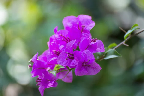 Rosa Bougainvillea fiore o fiore di carta con foglie nel gar — Foto Stock