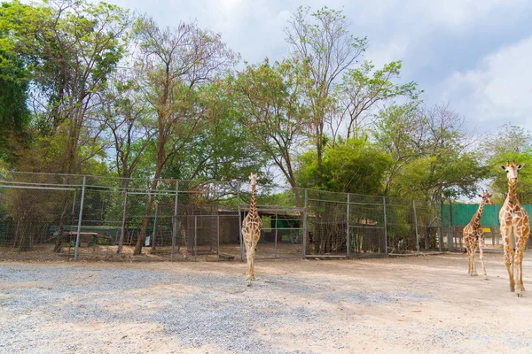 Girafe marche dans le parc, la tête et le cou . — Photo