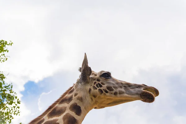 Жираф гуляет в парке, голова и шея . — стоковое фото