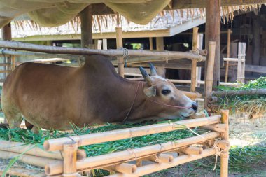Grupta çim yeme inek.