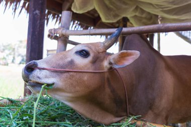 Grupta çim yeme inek.