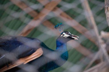 Güzel bir erkek tavuskuşu içinde kafes., genişletilmiş tüy ile ani