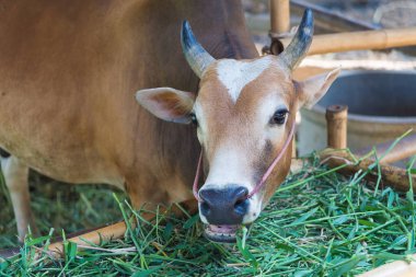 Grupta çim yeme inek.