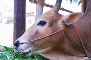 Grupta çim yeme inek.